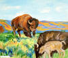 american-bison 