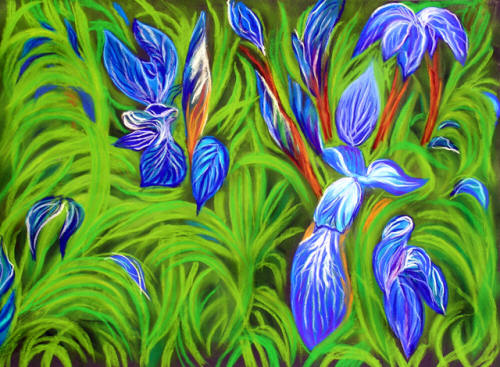 iris